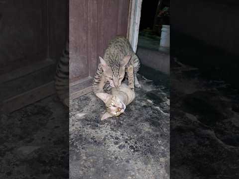 Why the Cats do That 🤔😻 #amazing #facts #cats