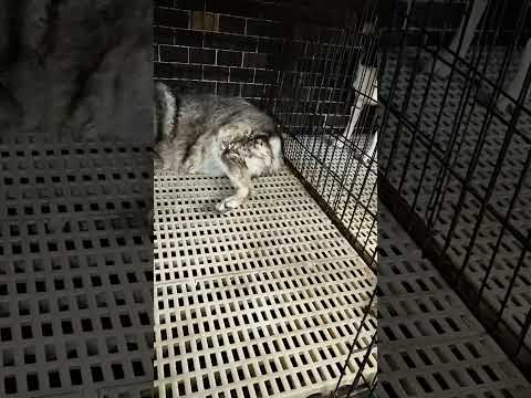 老蘇愛心天使團最新救助安養的淡水老浪犬圓圓老爺爺及大白老奶奶,尤司機已安全送達老蘇,兩隻老狗狀況都不錯,不會太過驚慌失措,應該很快就會適應老蘇的環境, 歡迎來到這個大家庭,我們會好好照顧牠們