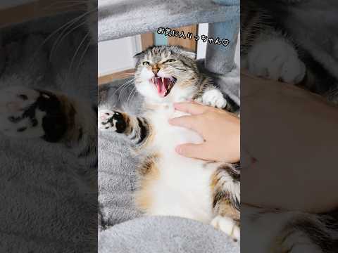 運動嫌いな猫と接待キャットタワーの意外な展開を紹介 サムネイル