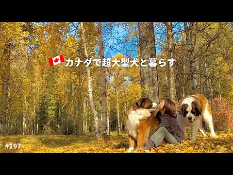 カナダの黄葉／可愛いロバ【超大型犬3頭とカナダで田舎暮らし・海外生活】