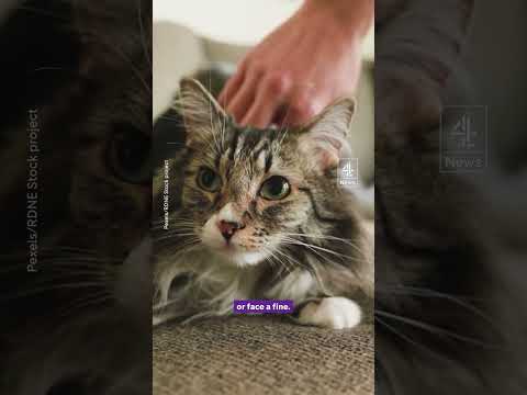 Microchip cat or risk £500 fine