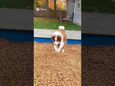 Dog Jumps Into a Pool of Treats 😭🐾🍪