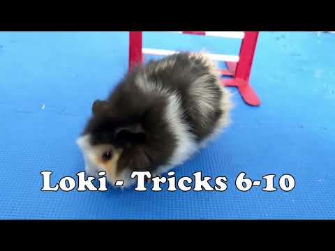 Loki - 5 More Cute Piggy Tricks 💚