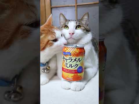 猫の動画サムネイル - おいしさダントツキャラメル＆ミルク　250518 #cat #cute #ねこ　#のせ猫 #猫のいる暮らし #ネコ