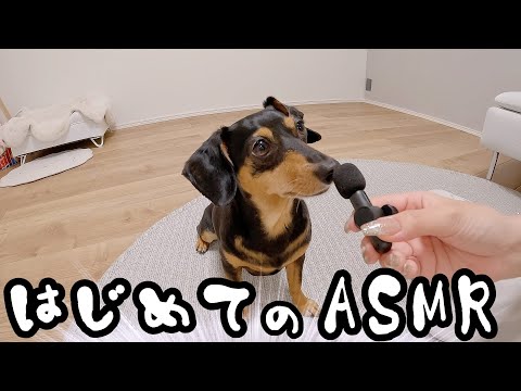 はじめてのASMRに戸惑う犬がこちらです