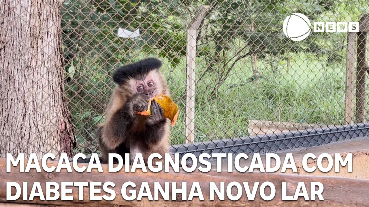 Macaca-prego diagnosticada com diabetes ganha novo lar