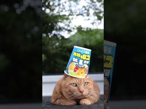シーフードラーメンとかわいい猫たちが織りなす癒しのひととき サムネイル