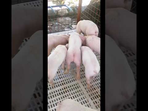 Afternoon feeding #piglet #shortsfeed #shorts