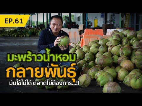 มะพร้าวน้ำหอมกลายพันธุ์-มันใช้ มะพร้าวน้ำหอมกลายพันธุ์-มันใช้