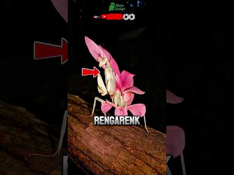 ÇİÇEK DEĞİL, KATİL! BU BÖCEKLER ÖLÜMÜ ÇİÇEK SANIYOR 🌸🦟 | DOĞANIN ŞAŞIRTAN TAKLİTÇİLERİ #doğa #bilgi