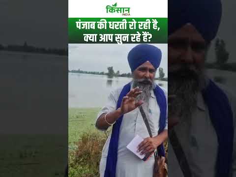 Punjab Flood News: बाढ़ की मार से बेहाल पंजाब, सैलाब ने छीनी लाखों लोगो की छत। Kisan India