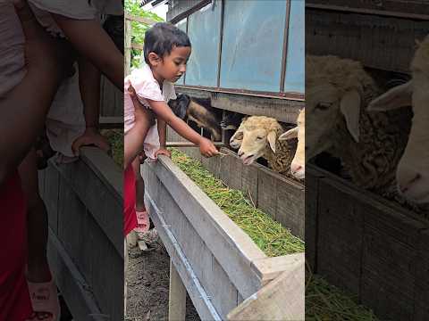 The Most WHOLESOME Video: Cute Girl Feeding Sheep! ❤️ #shorts