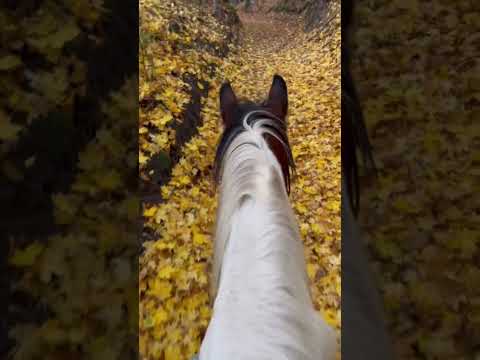 Żółty dywan z liści #konie #horse #jesień