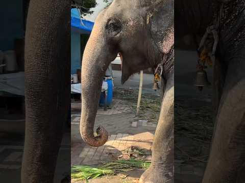 Hathi bahi 🐘🦣#shortvideo #trending #ai #diy #song #love #dance #love