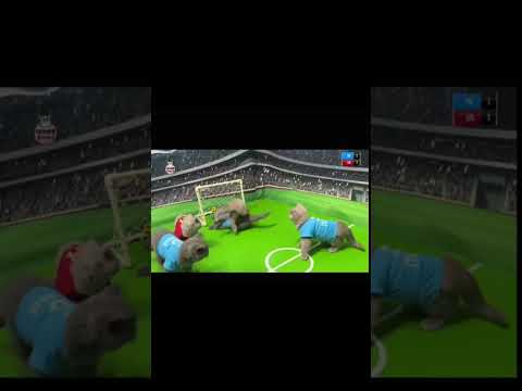 #italy #spain #worldcup #cat #football #soccer #viralshort #foryou #fypシ #fy #fyp