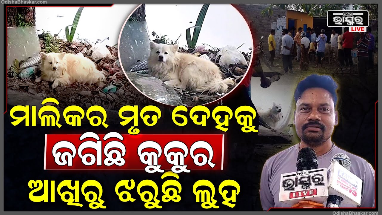 ଅଫେରା ରାଇଜକୁ ଚାଲିଗଲେ ମାଲିକ, ହେଲେ ମାଲିକର ଫେରିବା ବାଟକୁ ଚାହିଁ ରହିଛି ପୋଷା କୁକୁର...