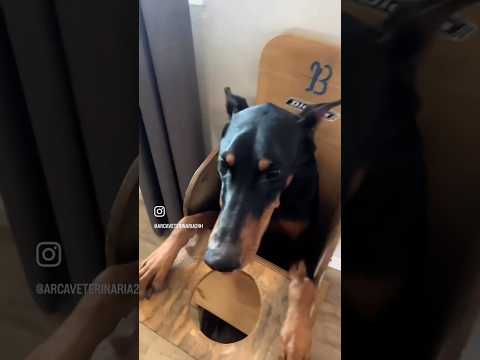 Bu köpek mama evine girip bekliyor #selinvederinkardeşler #eğlencelivideolar