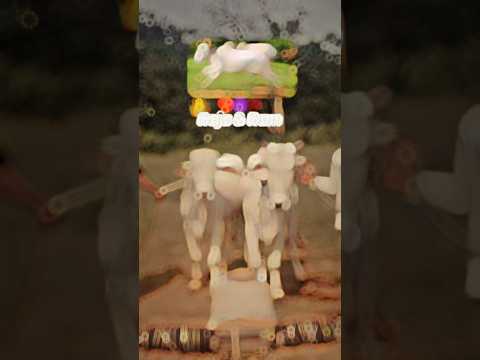 राजा/राम (बाम्हणी चोपा वाले बैल)ट्रायल पट्टी#song#love#new#bailgada#cow#bullfarm#vairalshort#animals