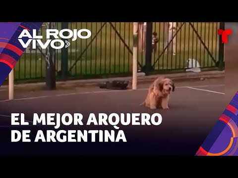 Un perro se convierte en el mejor portero de un partido callejero en Argentina