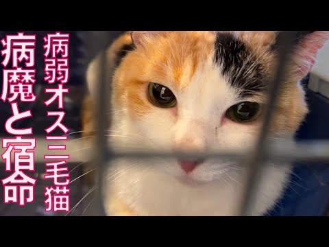 儚い病弱美少年オス三毛猫、驚きの検査結果 My sickly-male-calico 'Hifumi' Life'2025