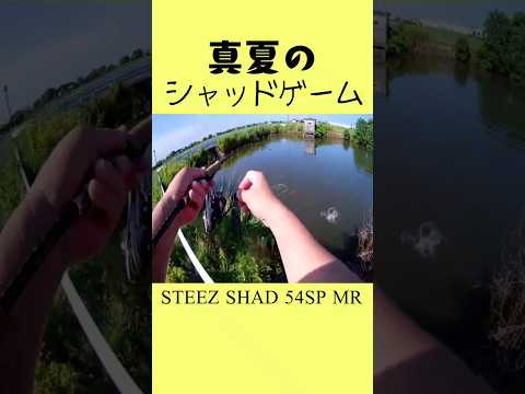 真夏のｸﾘｰｸでシャッドを投げてみた❕#shorts #bassfishing #バス釣り #佐賀バス釣り #佐賀クリーク #おかっぱり #右巻き大好き