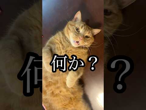 猫の動画サムネイル - 何か？ ねこ ごろ寝 cat アメショ れん