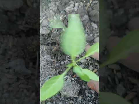 chilli plant 🪴 🌶 || #garden #terrace #trending #shorts #fyp #plants #vegetables
