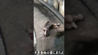 【多摩動物公園】多摩動物公園に行ってきたよぉ