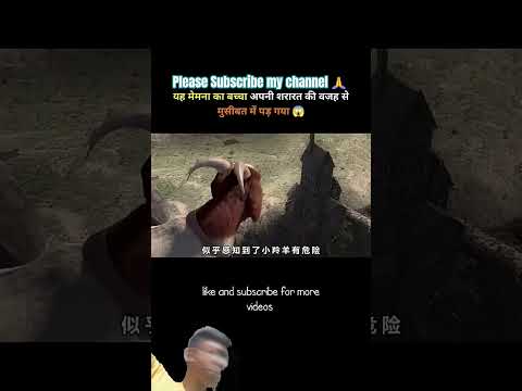 मेमना का बच्चा || please Subscribe my channel 🙏 #trendingshorts