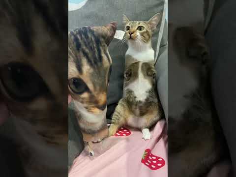 猫の動画サムネイル - May 22, 2025