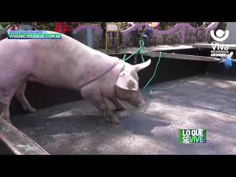 INTA entrega bonos tecnológicos de cerdos en Estelí