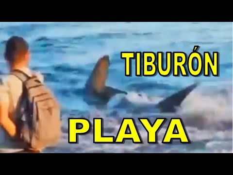 Tiburón en La Playa de Melenara, Telde