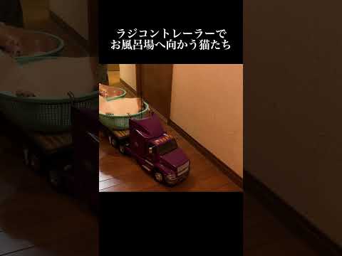 ラジコントレーラーでお風呂場に向かう猫たち #猫 #子猫 #子ネコ #こねこ