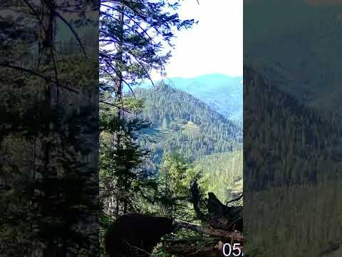 Bear taking a Duce with a view #subscribe #bear #spring #hunting #idaho #pnw #content #shorts