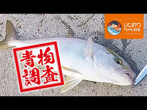 青物を求めてショアジギング！夏の鹿児島で調査開始！