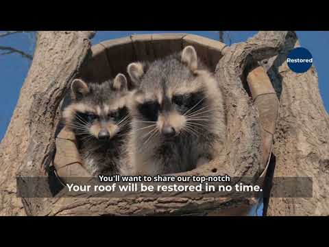 Raccoon Pest Control Richardson