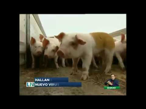 Hallan nuevo virus en cerdos de China
