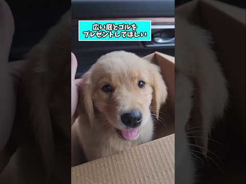 仕事で疲れたあなたに贈るゴールデンレトリバーの癒し動画5選 サムネイル