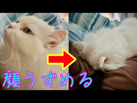 飼い主と一体化しようとする猫がかわいい