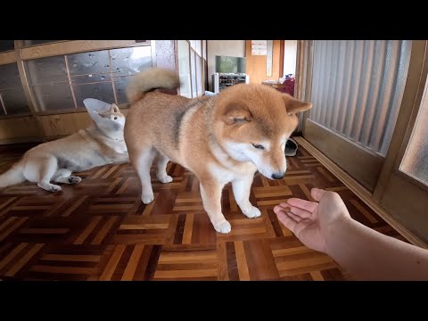 犬の動画サムネイル - 柴犬にお残しゴハンを平らげさせるいくつかの方法