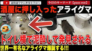「妻と喧嘩したのかな？」バージニア州の酒屋に押し入ったアライグマが、翌朝泥酔してトイレ横で発見される！？なぜかいつもトイレまで辿り着けない人