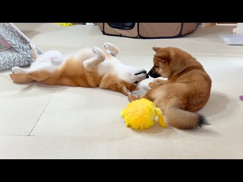 弟柴ともっと仲良くなりたい姉柴がとった行動がこちら