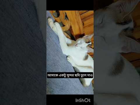 আমাকে একটু ডং করে ছবি তুলে দাও😁😁#shorts #funny #cat #tranding