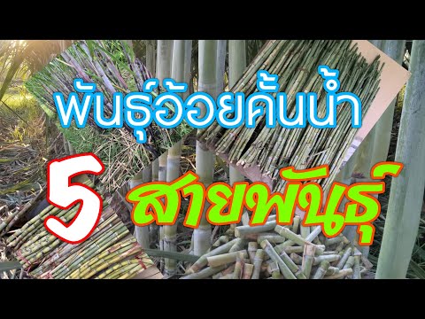 อ้อยคั้นน้ำ5สายพันธุ์.สนใจโทรถ อ้อยคั้นน้ำ5สายพันธุ์.สนใจโทรถ