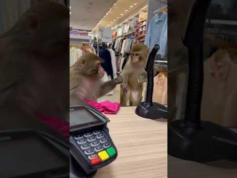 Mommy can't buy everything #shopping #monkey #fyp #funny