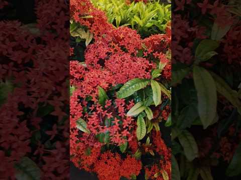 Thechi / chethi / ixora plant