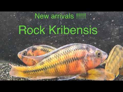 Yellow Rock Kribensis (Haplochromis Sauvagei)