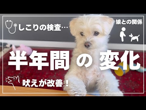【半年ぶりの報告】しこり•吠え•家族のこと…全部話します。【マルプー】