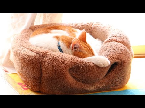 猫の動画サムネイル - ちろ毛づくろい　250626