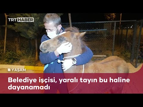 Yaralı tayı önce tedavi ettirdi, sonra sarıldı